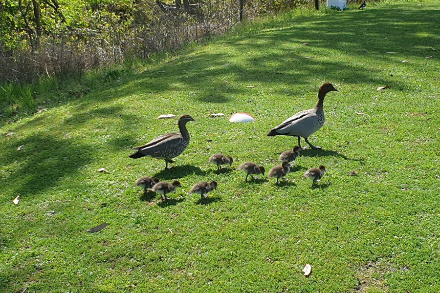 Family of Ducks walking along the Canungra Golf Course